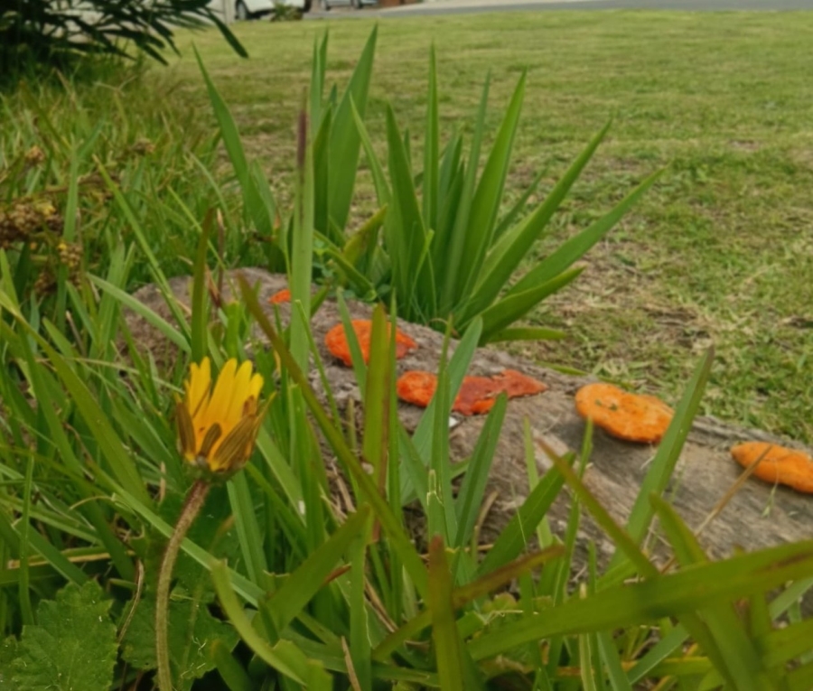 Commercial Property for Sale in Wavecrest Eastern Cape
